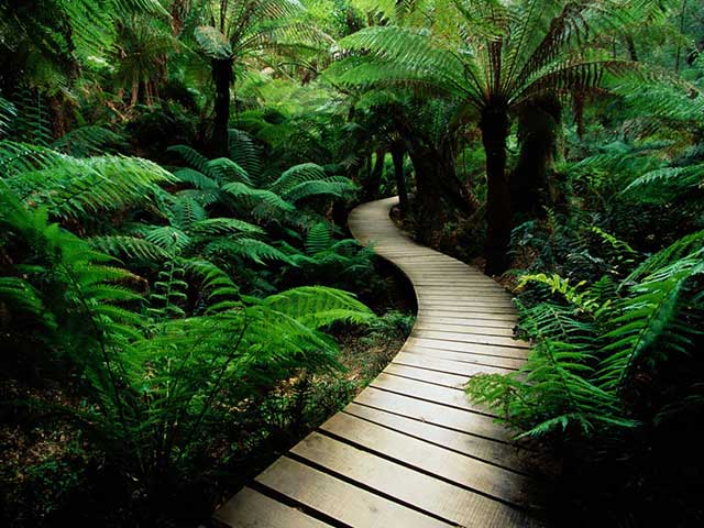 Nature1
